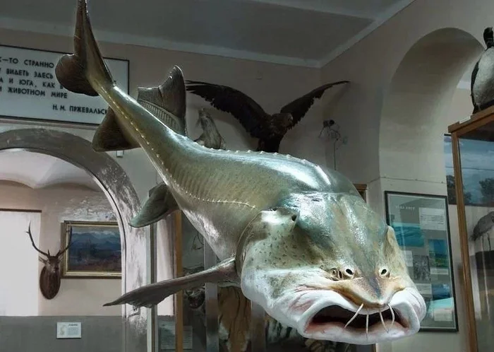 Kaluga: Titanic fish of the Amur River. Do the Giants have a future in difficult realities? - Kaluga, A fish, Amur River, Animal book, Yandex Zen, Longpost