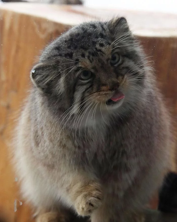 That's how they feed the manula - Pallas' cat, Small cats, Cat family, Predatory animals, Wild animals, Fluffy, Rare view, Red Book, Zoo, Japan, Video, Vertical video, Interesting, Informative, Longpost, Positive