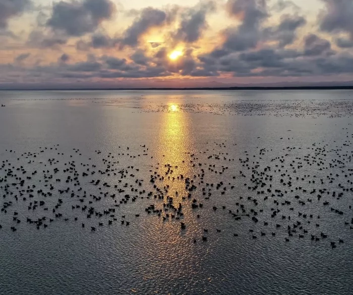 Geese-swans on Sakhalin - Sakhalin, Swans, Sea, Birds, Korsakov, Longpost