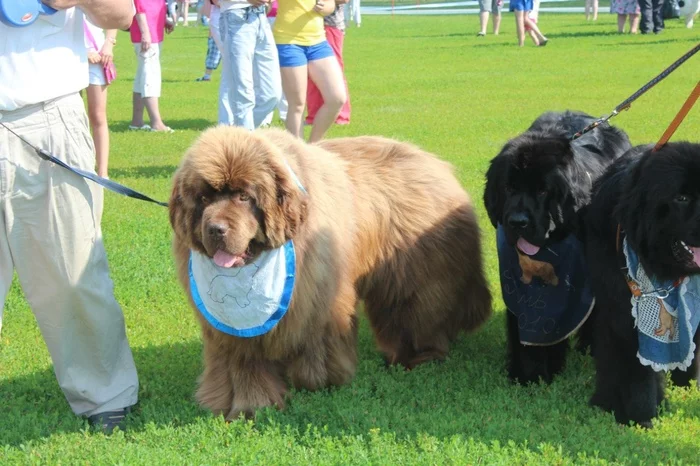 Response to the post Pamagiti... - My, Dog, Walk, Positive, Spring, Newfoundland, Reply to post