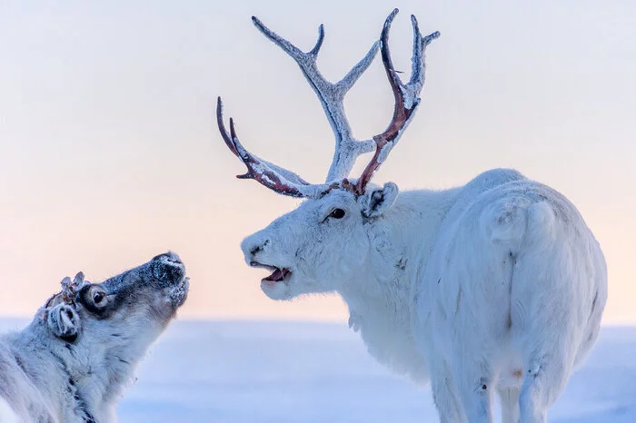 Environmentalists will improve the protection of Red Book deer in Siberia - news, Russia, Animals, Deer, Reindeer