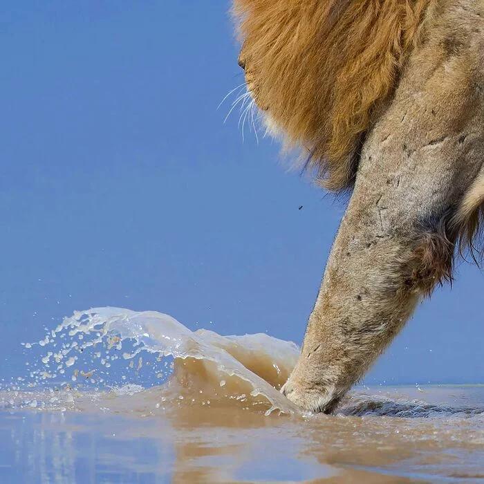 Splash - a lion, Big cats, Cat family, Predatory animals, Wild animals, wildlife, National park, Serengeti, South Africa, The photo, Water, Spray, Paws