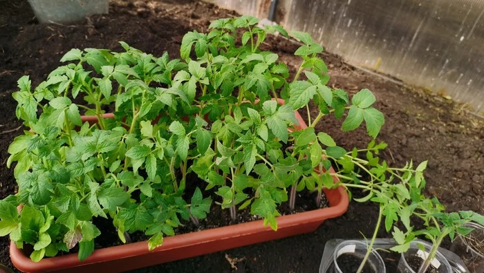 Tomato seedlings are ready for transplanting - My, Tomatoes, Plants, Garden, Seedling, Garden, Video, Youtube, Longpost