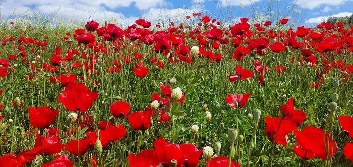 Poppy field in spring - My, Poppy, Field, Wildflowers, Spring, The photo, Longpost