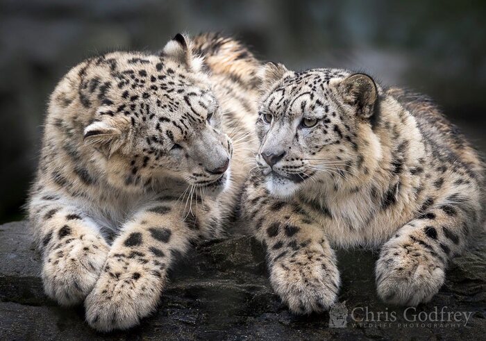 Брат и сестра