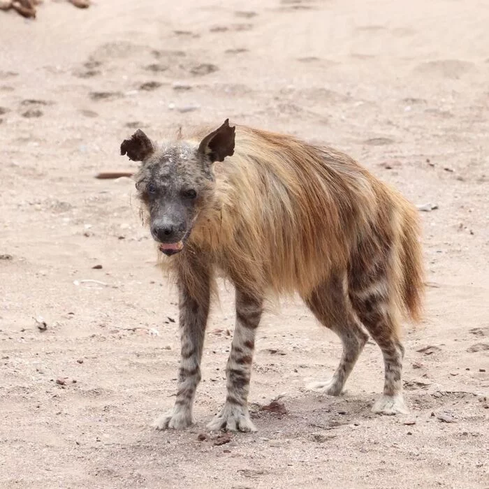 Life shabby - Brown hyena, Hyena, Predatory animals, Wild animals, wildlife, Namibia, South Africa, The photo