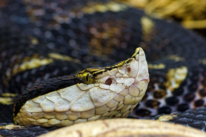 Snakes - Longpost, The photo, Zoo, Wild animals, Vipers, Python, Reptiles, Snake