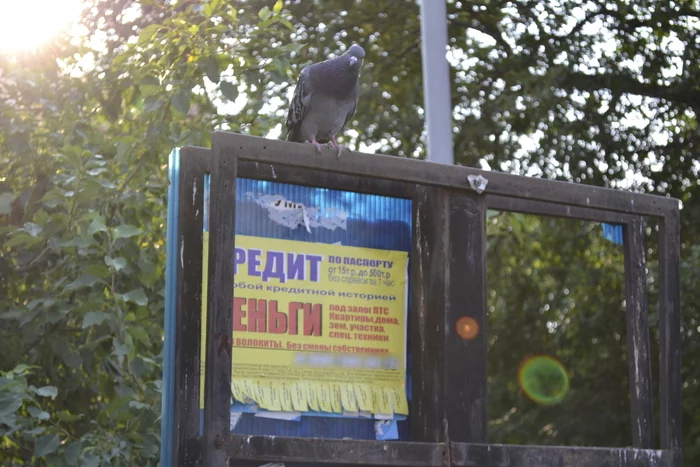 When the pigeon itself looks at you as if you were in need - My, Sad humor, The photo, Credit