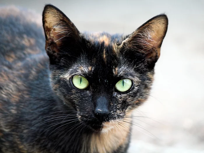 Looking into the camera - My, Street photography, The photo, cat, Evpatoria, Crimea, Turtle, Eyes