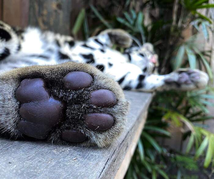 The cat is tired. Do not disturb! - Clouded leopard, Big cats, Cat family, Wild animals, Wild cat center, Predatory animals, Species conservation, Australia, Paws