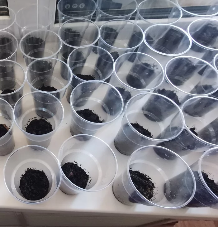 Дуб Дуб, Дерево, Саженцы, Длиннопост Дуб Дуб, Дерево, Саженцы, Длиннопост