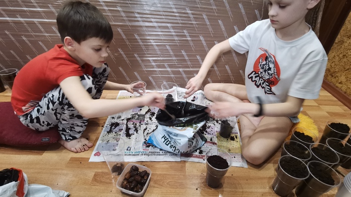 Дуб Дуб, Дерево, Саженцы, Длиннопост Дуб Дуб, Дерево, Саженцы, Длиннопост