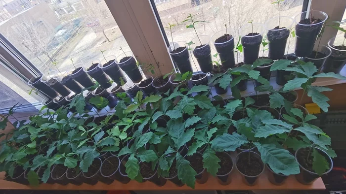 Дуб Дуб, Дерево, Саженцы, Длиннопост Дуб Дуб, Дерево, Саженцы, Длиннопост