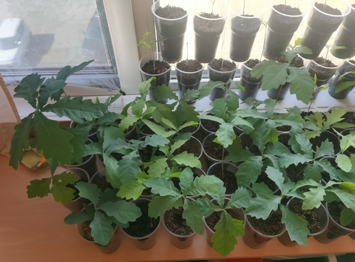 Дуб Дуб, Дерево, Саженцы, Длиннопост Дуб Дуб, Дерево, Саженцы, Длиннопост