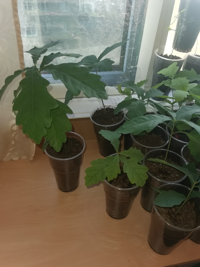 Дуб Дуб, Дерево, Саженцы, Длиннопост Дуб Дуб, Дерево, Саженцы, Длиннопост