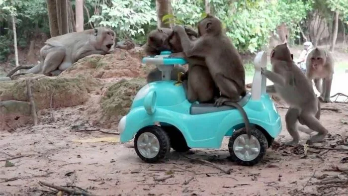 And here the girls stick on the car - Monkey, Car, It's time to glue girls, The photo, Humor