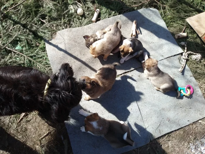 Eight lives. I ask for the help of the pickups! - My, Helping animals, Dog, Puppies, In good hands, Homeless animals, No rating, Cuban, Moscow, Moscow region, Video, Youtube, Longpost