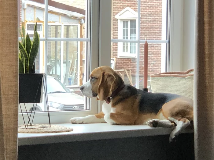 My dog (as it should be here) - Dog, Puppies, My, Beagle