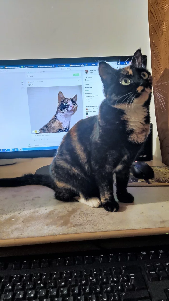 Response to the post Spinning - My, Milota, cat, Tricolor cat, Reply to post