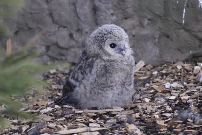 In the Moscow Zoo for the first time in 10 years, long-tailed owls brought offspring - Carry, Owl, Moscow, Zoo, Moscow Zoo, Video, Longpost