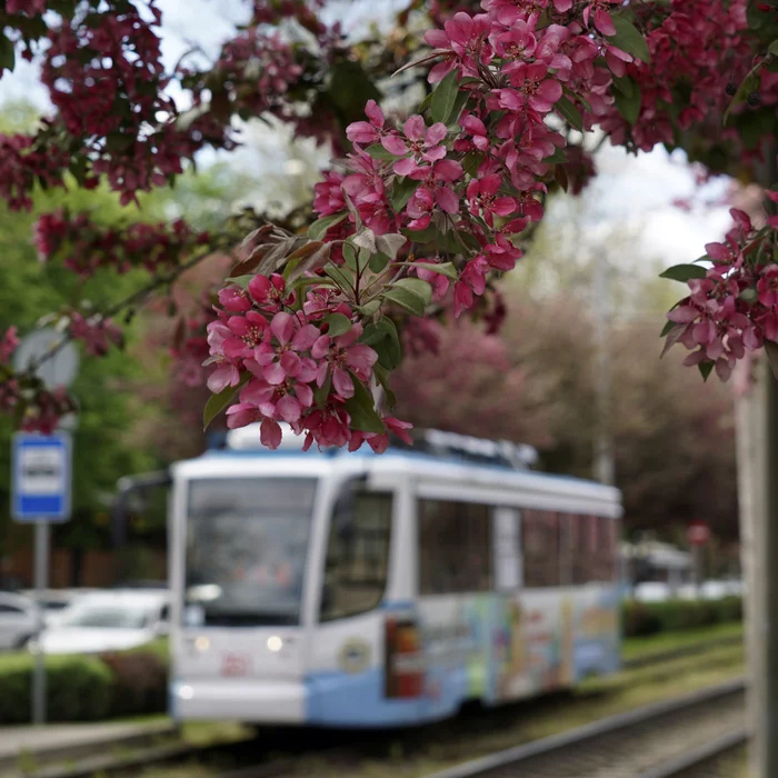 Continuation of the post Another Spring Day - My, Krasnodar, Bloom, Tram, Tram rails, The photo, Reply to post, Longpost