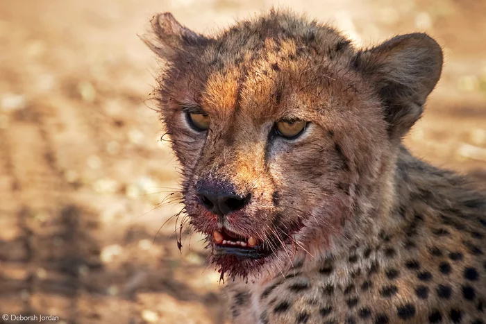 Tasty, but not enough - Rare view, Cheetah, Small cats, Cat family, Predatory animals, Wild animals, wildlife, Reserves and sanctuaries, South Africa, The photo, Young, Blood