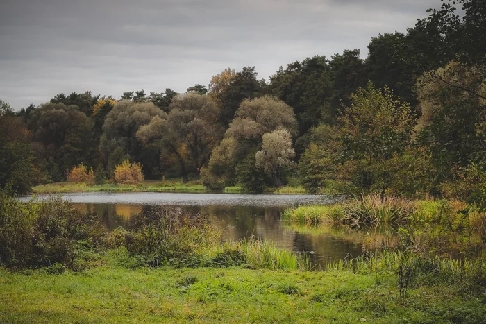 Lake - My, Summer, The photo, Nature, Landscape, Lake, Forest, Tree, Подмосковье