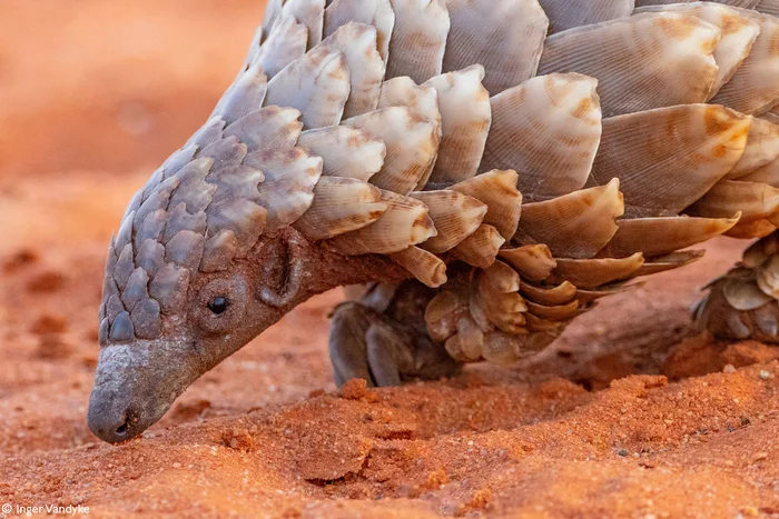 Savannah Pangolin - Rare view, Pangolin, Wild animals, wildlife, South Africa, The photo