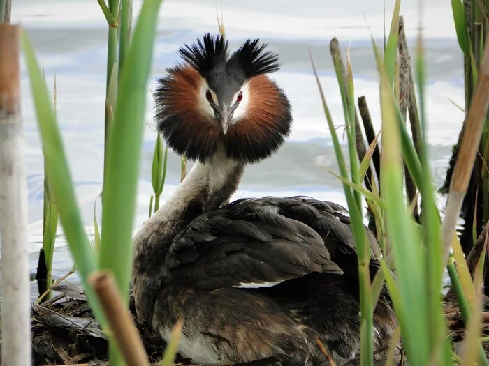 On the nest - My, The photo, Birds, wildlife, Chomga