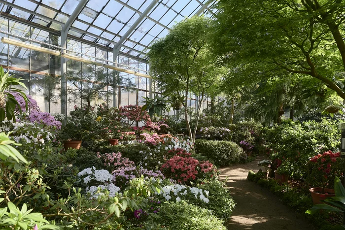 Green and Beautiful_2 - My, Plants, Beautiful, Greenhouse, Botanical Garden, Saint Petersburg, The photo, Architecture, Spring, Subtropics, Azalea, Longpost