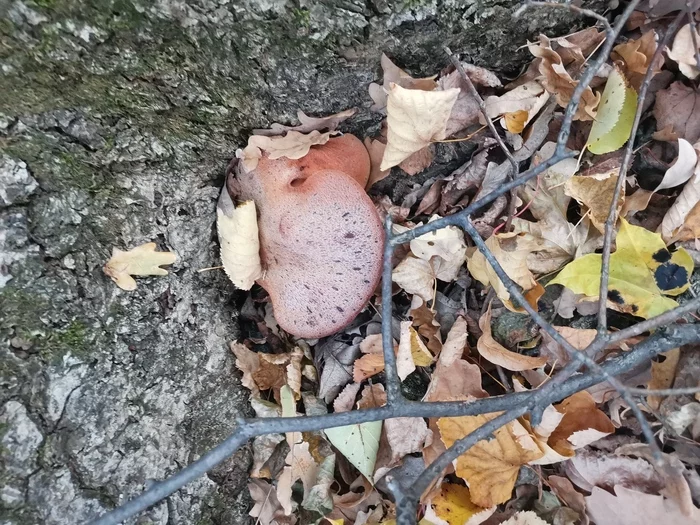 Mother-in-law's language - Mushrooms, Forest