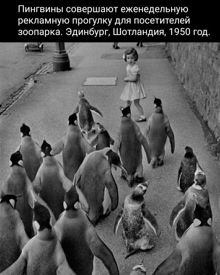 Penguins - The photo, Old photo, Black and white photo, Birds, Picture with text, Penguins, 50th