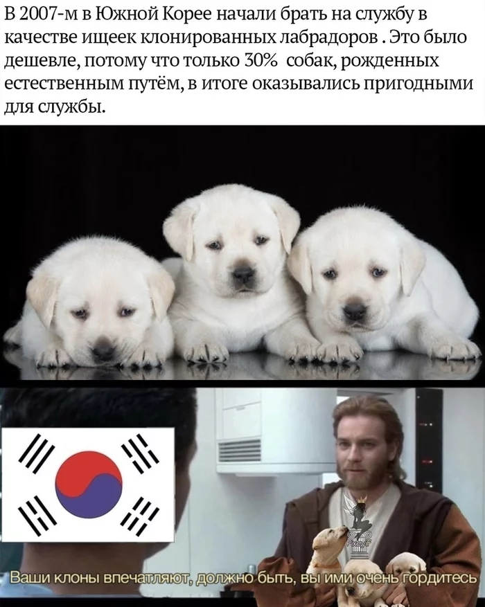 Does the clone realize that he is a clone? - Picture with text, South Korea, Labrador, Dog, Cloning, Clones, Memes, Star Wars