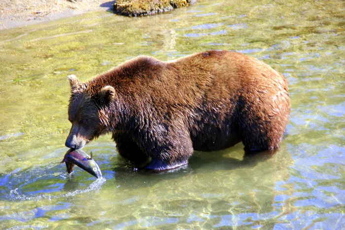 Один удар по воде и рыбка сама летит в рот ;) - Моё, Камчатка, Медведи, Фотография, Рыбалка, Хищные животные, Интересное