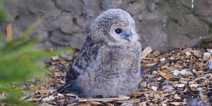 Rare long-tailed owls in the Moscow Zoo for the first time in 10 years brought offspring - Moscow, Moscow Zoo, Owl, Red Book, Chick, Video, Soundless