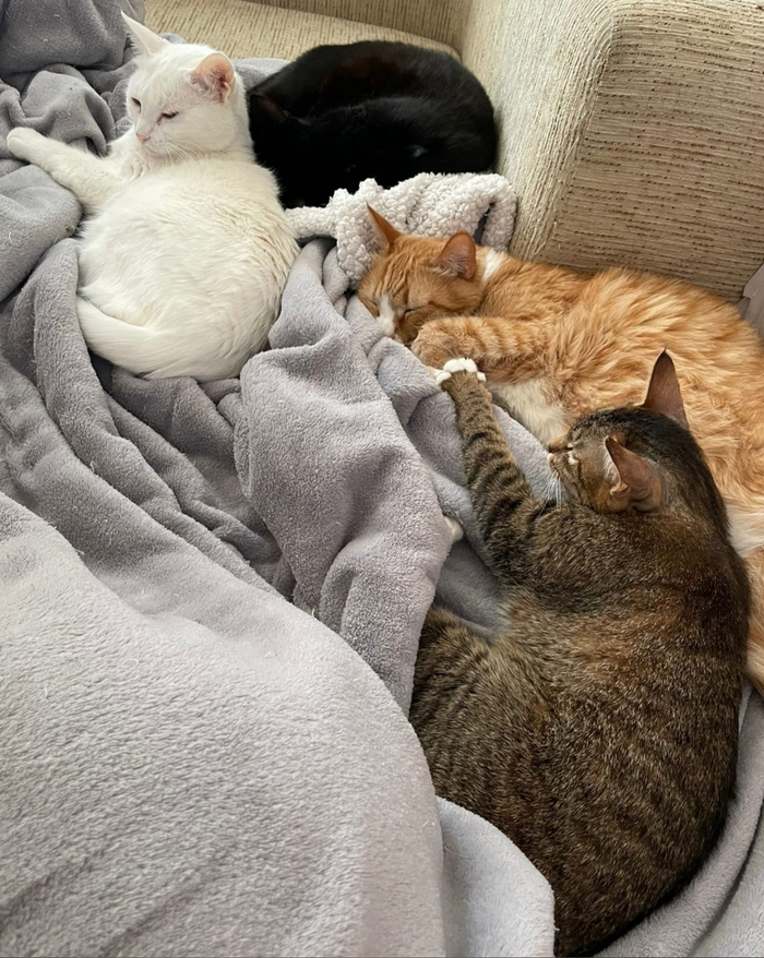 ����� ���������� ������������ �����