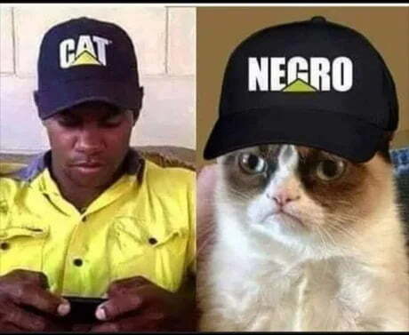 Answer - cat, Racism, Humor