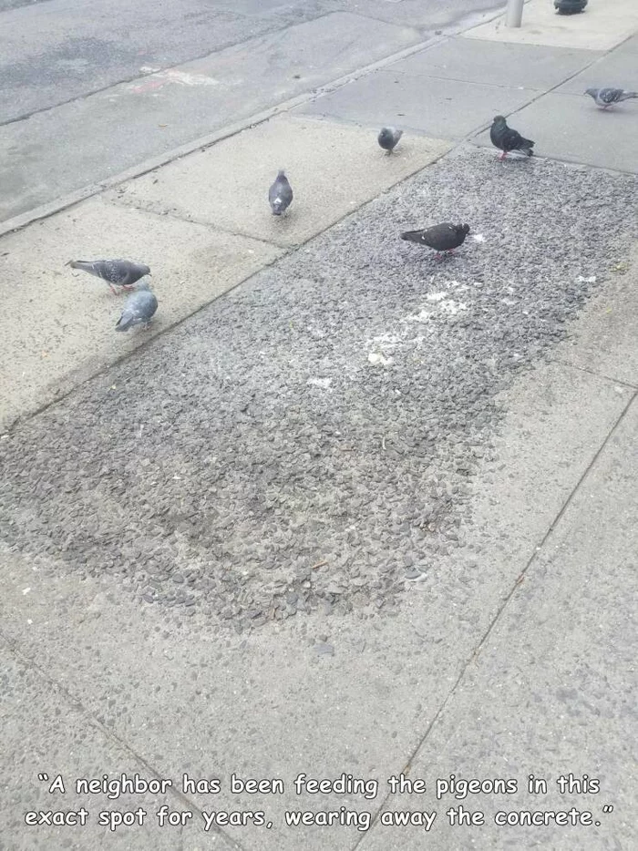 Pigeons destroy tiles! - Pigeon, Concrete, Feeding, Deletion, The photo