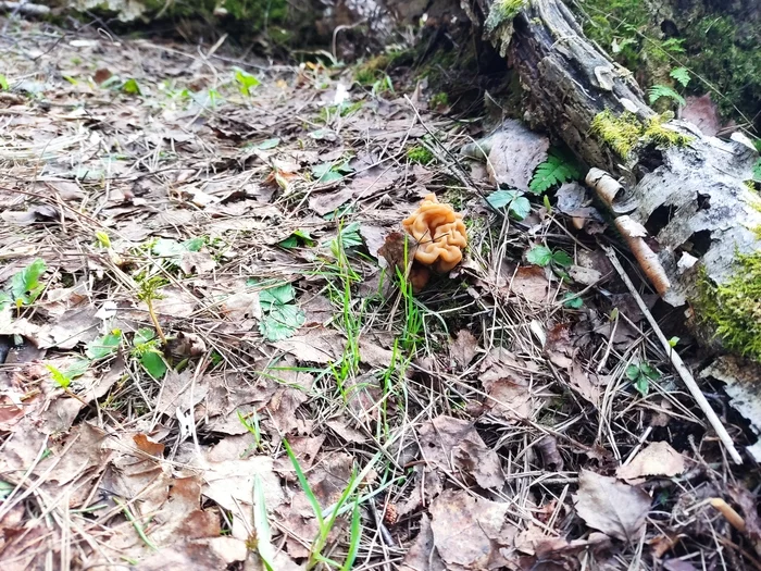 April mushrooms - My, Stitch, Mushrooms, Vipers, Mushroom pickers, Spring, Positive, Longpost