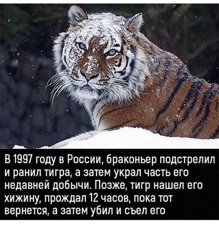 Got revenge - so revenge! - Tragedy, Horror, Tiger, Amur tiger, Poachers, CreepyStory, Animals, Wild animals, Picture with text