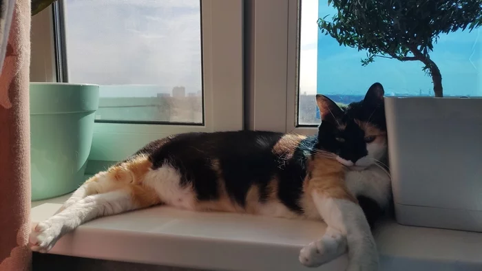 When sunny days are so good)) - My, Milota, Tricolor cat, Paws, Relaxation, cat, Pets