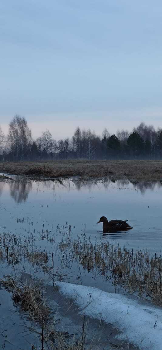 Duck as a pet - My, Animals, Hunting, Duck, Pets, Nature, wildlife, Video, Vertical video, Longpost