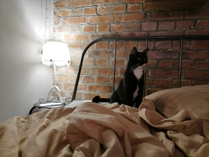 Мой кот с лампой Домашние животные, Давайте жить дружно, Кот