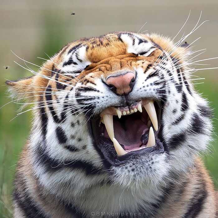 I hate flies! - Rare view, Tiger, Big cats, Cat family, Predatory animals, Wild animals, The photo, Муха