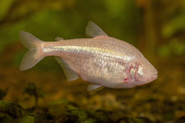 Blind cave fish have regional accents - Informative, Research, Scientists, The science, Mexico, A fish, Biology