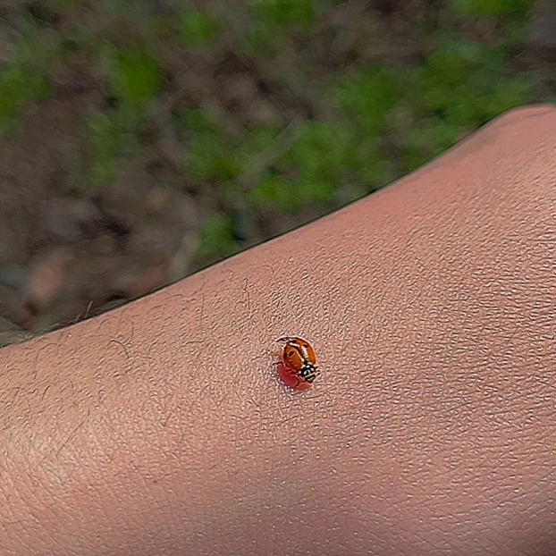 Today I saw God's box and she sat on top of me. - My, ladybug, Milota