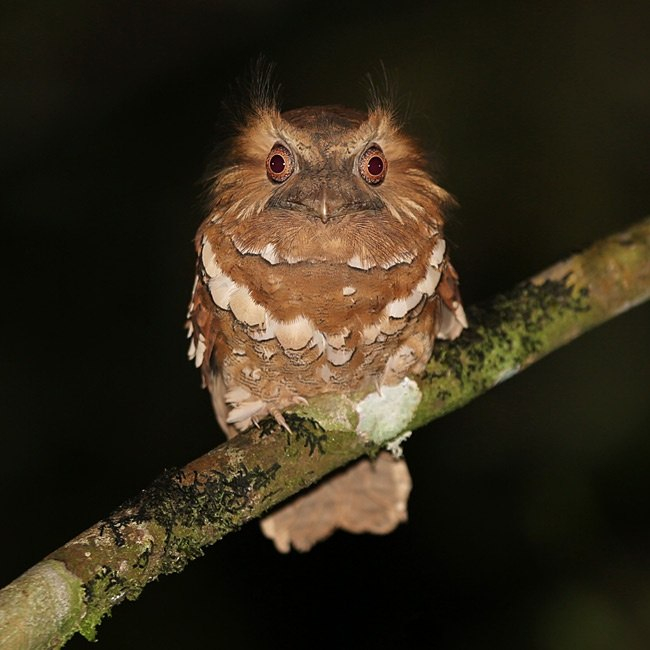 Frog - Animal book, Nightjar, Birds, Longpost