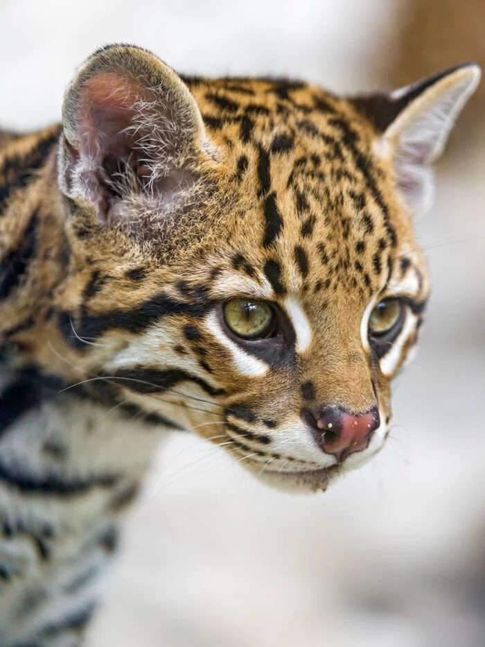 Ocelot - Ocelot, Small cats, Cat family, Predatory animals, Wild animals, Zoo, The photo, Longpost