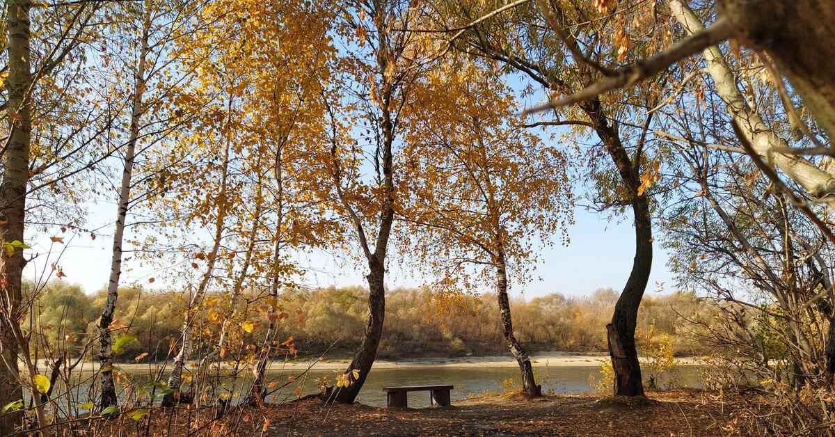 Осенний лесопарк Рязань. Лесопарк Рязань осень. Лесопарк Рязань 2022 осень. Ореховое озеро лесопарк Рязань.