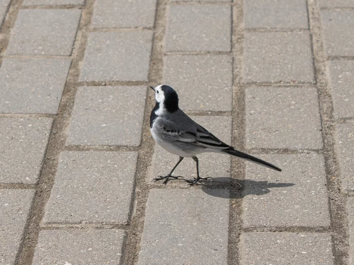 An Important Bird - My, Canon, The photo, Birds, Wagtail, Ornithology